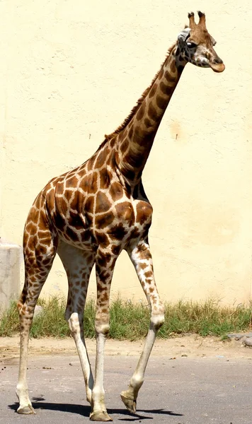 Girafe avec long cou tout en marchant — Photo