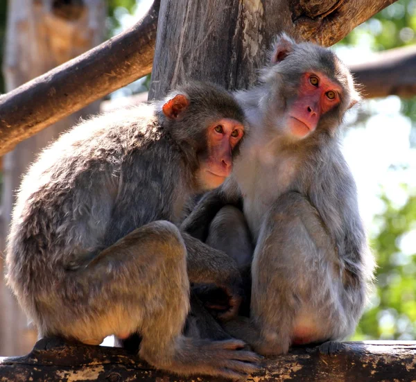 Giapponese Macaque madre e figlia — Foto Stock