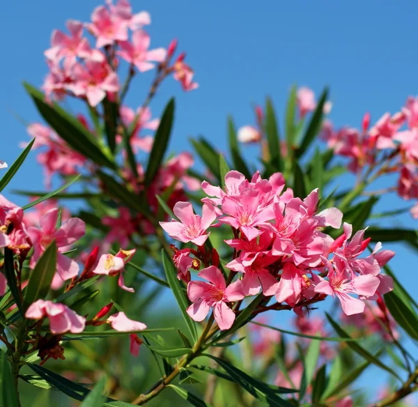 Fiore di oleandro flora tipica del Mediterraneo — Foto Stock
