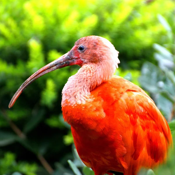 Uccello ibis con piumaggio vivido nella foresta — Foto Stock