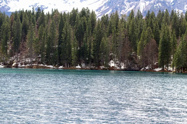 Pinos a orillas del lago alpino con los Alpes en el bac — Foto de Stock