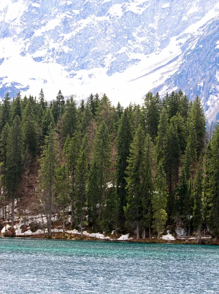 Grandes pinos a orillas del lago alpino con los Alpes — Foto de Stock