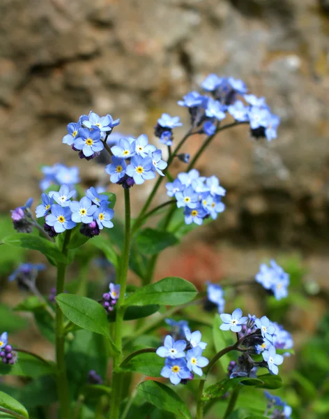 Schöne blaue Blume "non ti scordar di me" — Stockfoto