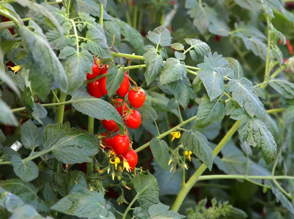 Olgun kırmızı domates, yaz aylarında demet — Stok fotoğraf