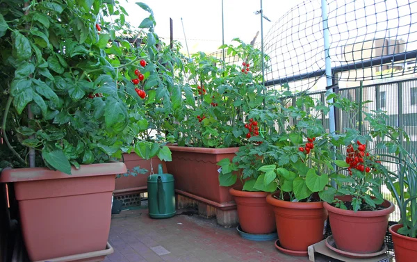 Plantas de TOMATO en maceta en la terraza de la casa en la ciudad —  Fotos de Stock