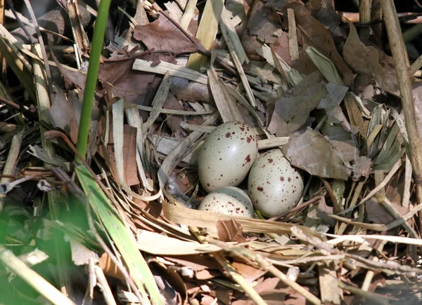 Eieren in een nest van de vogel van de zeldzame acquitico in de buurt van een moeras 2 — Stockfoto