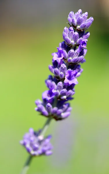 Wunderschöne Lavendel lila Blume und verschwommener Hintergrund — Stockfoto