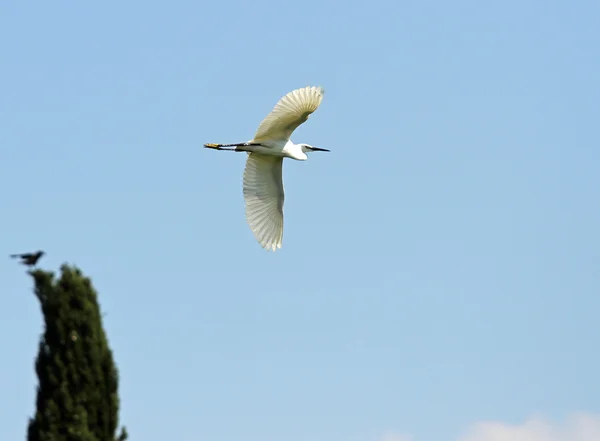 Witte heron en zweeft in de lucht, geduwd door de wind — Stockfoto