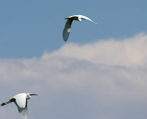 Iki beyaz balıkçıllar uçuş uzak topraklarda — Stok fotoğraf