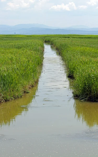カンネート ディ una riserv の真ん中に長い潅漑運河 — ストック写真