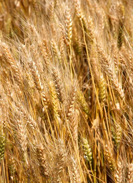 Many mature wheat stalks in June in the middle of the cultivated — Stock Photo, Image
