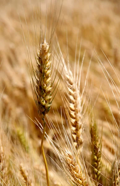 Ripe ear of wheat in June in the middle of the field — Stock Photo, Image