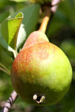 Armut ağacından asılı