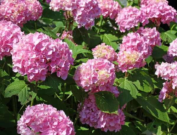 Roze hortensia in de tuin van de villa in de zomer — Stockfoto