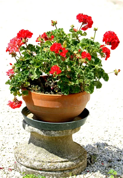 Röda pelargoner blommor i en vas i trädgården — Stockfoto