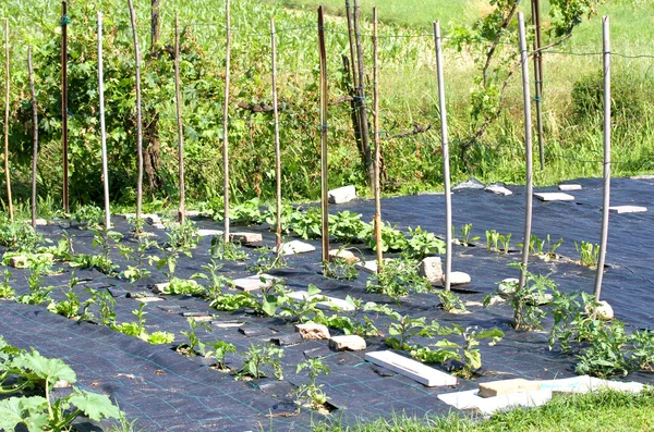 Stor trädgård med många frukter och grönsaker som jordbrukaren — Stockfoto