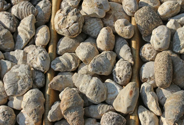 Ancient fossils of shells for sale in a shop for collectors — Stock Photo, Image