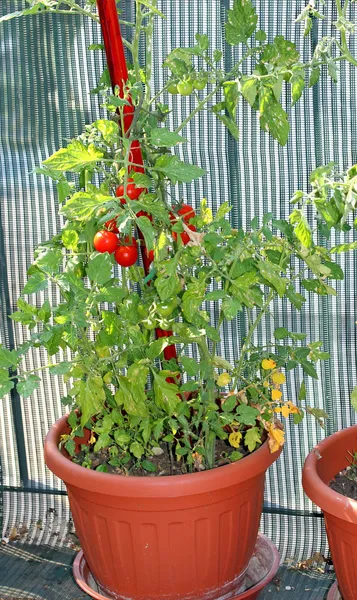 Planta de tomate con frutos maduros cultivados en la ciudad-apparte roja —  Fotos de Stock
