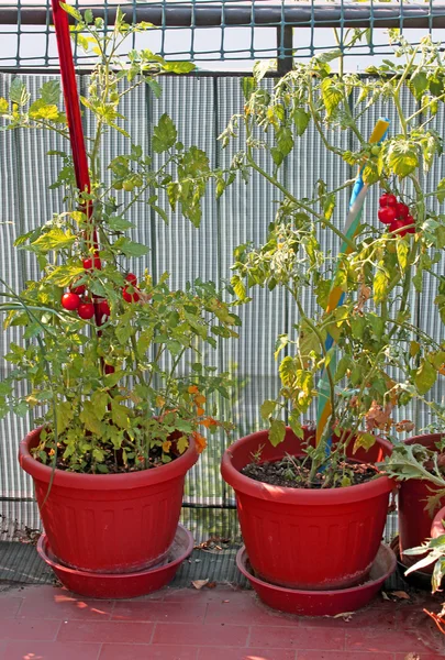 Plantas de tomate rojo cultivadas en la terraza del jardín casa de la ciudad — Foto de Stock