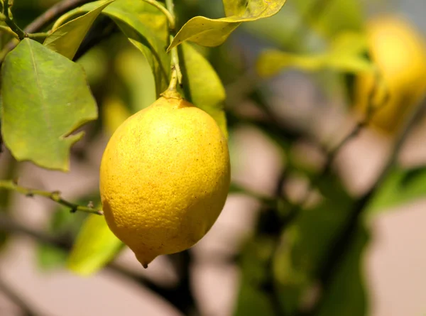 Gelbe Zitrone auf den Sohlen des Obstgartens — Stockfoto