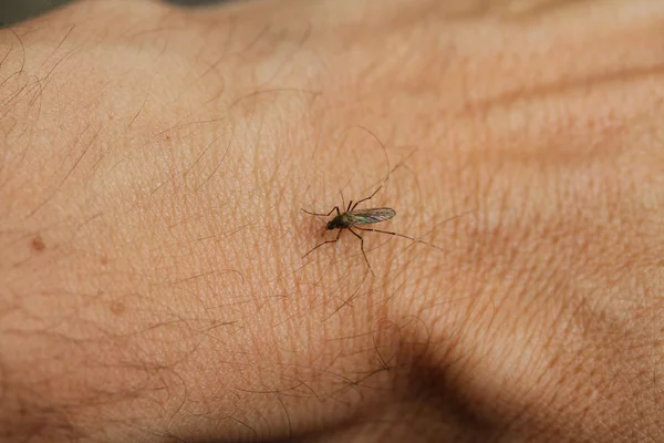 Kötü sivrisinek bir adamın kolu canım acıyor. — Stok fotoğraf