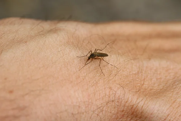 Mücke saugt Blut aus dem Arm eines Mannes — Stockfoto