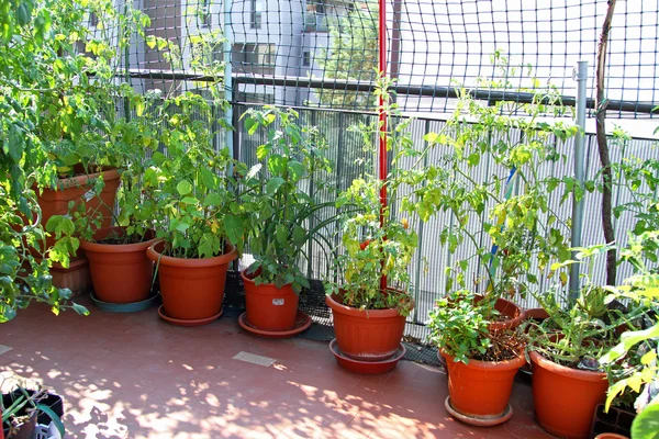 Ekolojik Kentsel bahçe terasında yemyeşil domates bitki — Stok fotoğraf