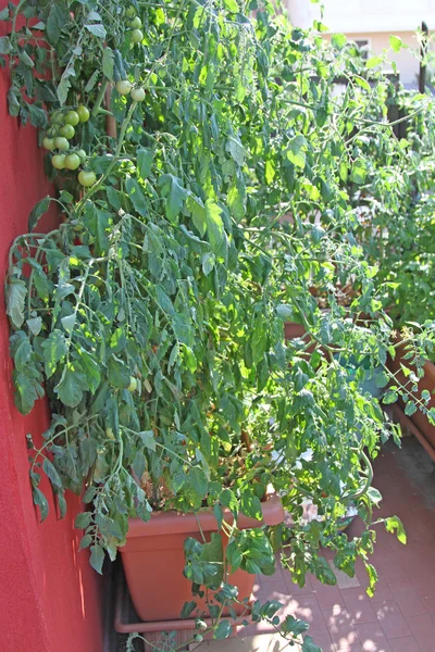Lush TOMATO plant on the terrace in a ECOLOGICAL urban garden — Stock Photo, Image