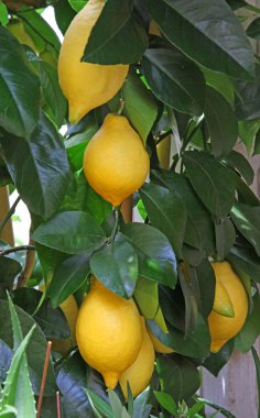 ripe lemons from Sicily in an orchard in Italy clipart