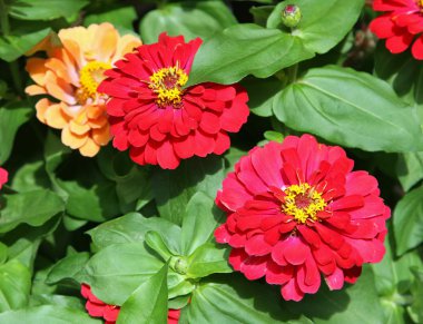 gerbera çiçekleri çiçek çiçekçi ile satış yaz