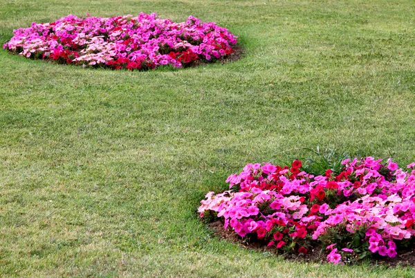 Circles of flowers in a well-kept garden of an Italian villa — Stock Photo, Image