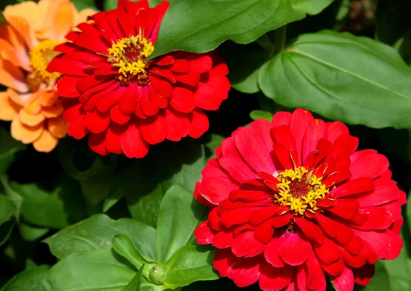 Очаровательные цветы герберасы цветут летом на продажу — стоковое фото