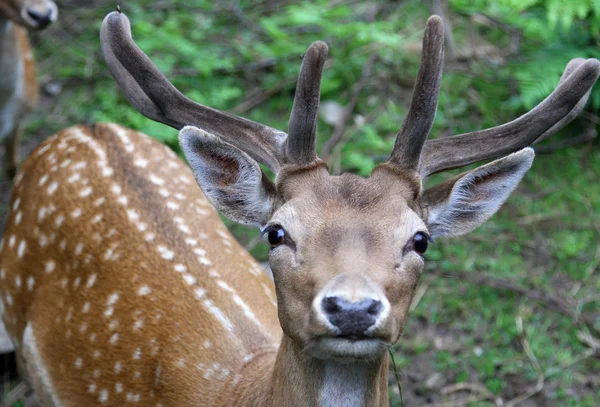 Young fallow deer while I look at the camera with her big horns — Stock Photo, Image