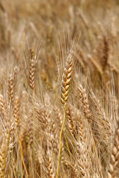 Gele rijp tarwe stengels zijn klaar om te worden geoogst 3 — Stockfoto