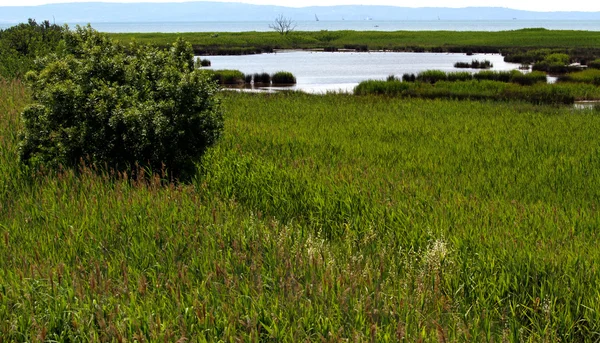 Vass och våtmarker i en skyddad naturpark — Stockfoto