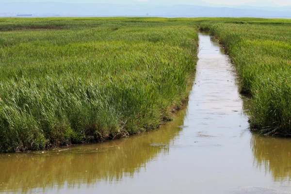 Wasserkanal inmitten des riesigen Schilfs und Bambusrohres — Stockfoto