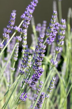 Fransa alanında menekşe kokulu lavanta çiçekleri