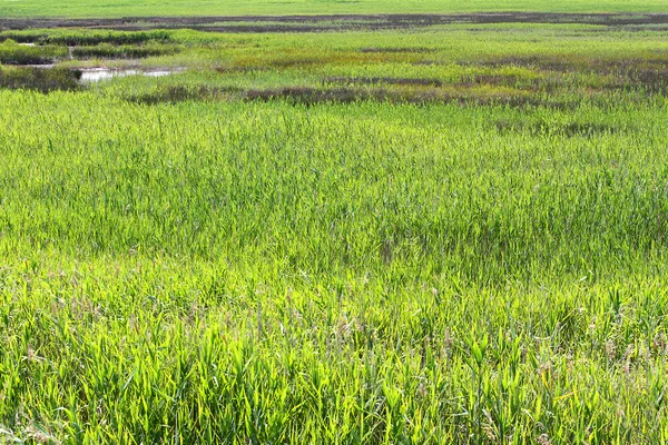 Bamboe rietjes en moerassen in een beschermd natuurgebied — Stockfoto