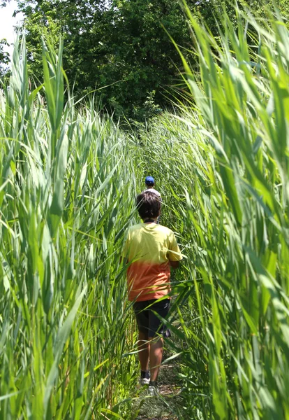 Coraggiosi bambini camminano tra le canne di canne di bambù — Foto Stock