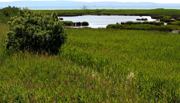 Riet en moerassen in een beschermd natuurgebied — Stockfoto