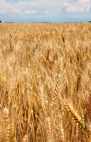 Obrovské pole stébla pšenice jsou připraveny na nich má být sklizeno — Stock fotografie