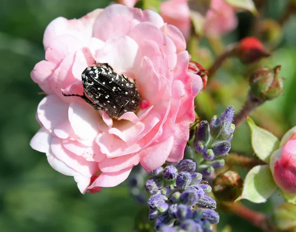 Ros och lavendel blomma med en insekt cetonia ätande — Stockfoto