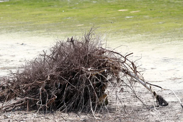 Буш Дэдвуд на берегу болота — стоковое фото