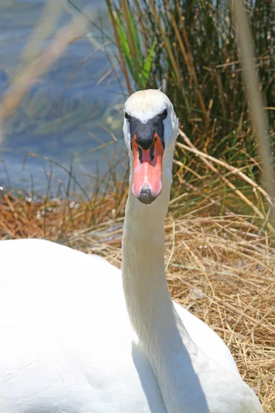 Branco elegante Swan fêmea com pescoços muito longos e bicos — Fotografia de Stock