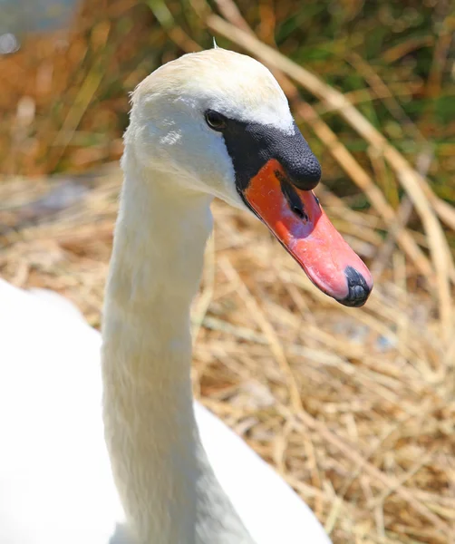 Elegant swan kvinna med mycket långa halsar och näbbar — Stockfoto