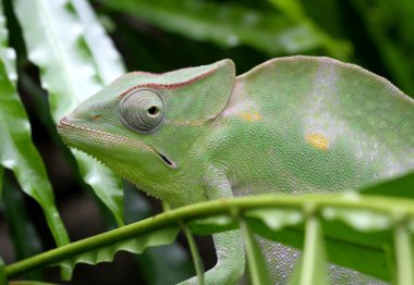 Yeşil bukalemun ortasında yeşil lea kendisini gizlemeye