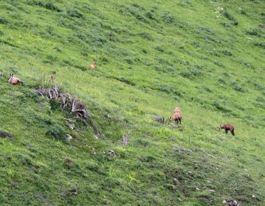 Çim Alpine mera otlatma chamois