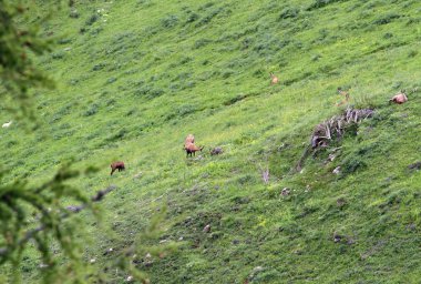 Chamois otlatma çim Alpine mera grubu