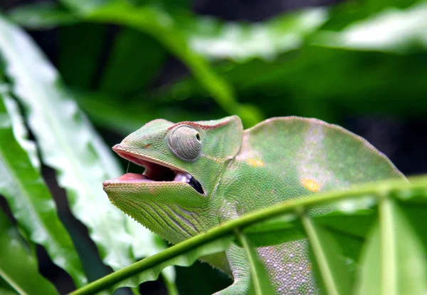 Camaleón se camufla en medio de las hojas verdes un —  Fotos de Stock