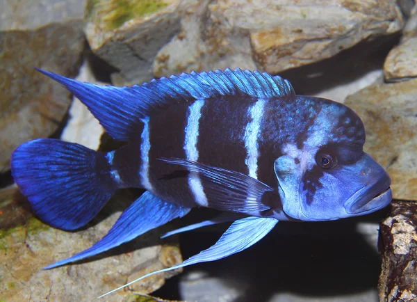 Peces azules con una gran boca nada en mares tropicales 3 —  Fotos de Stock